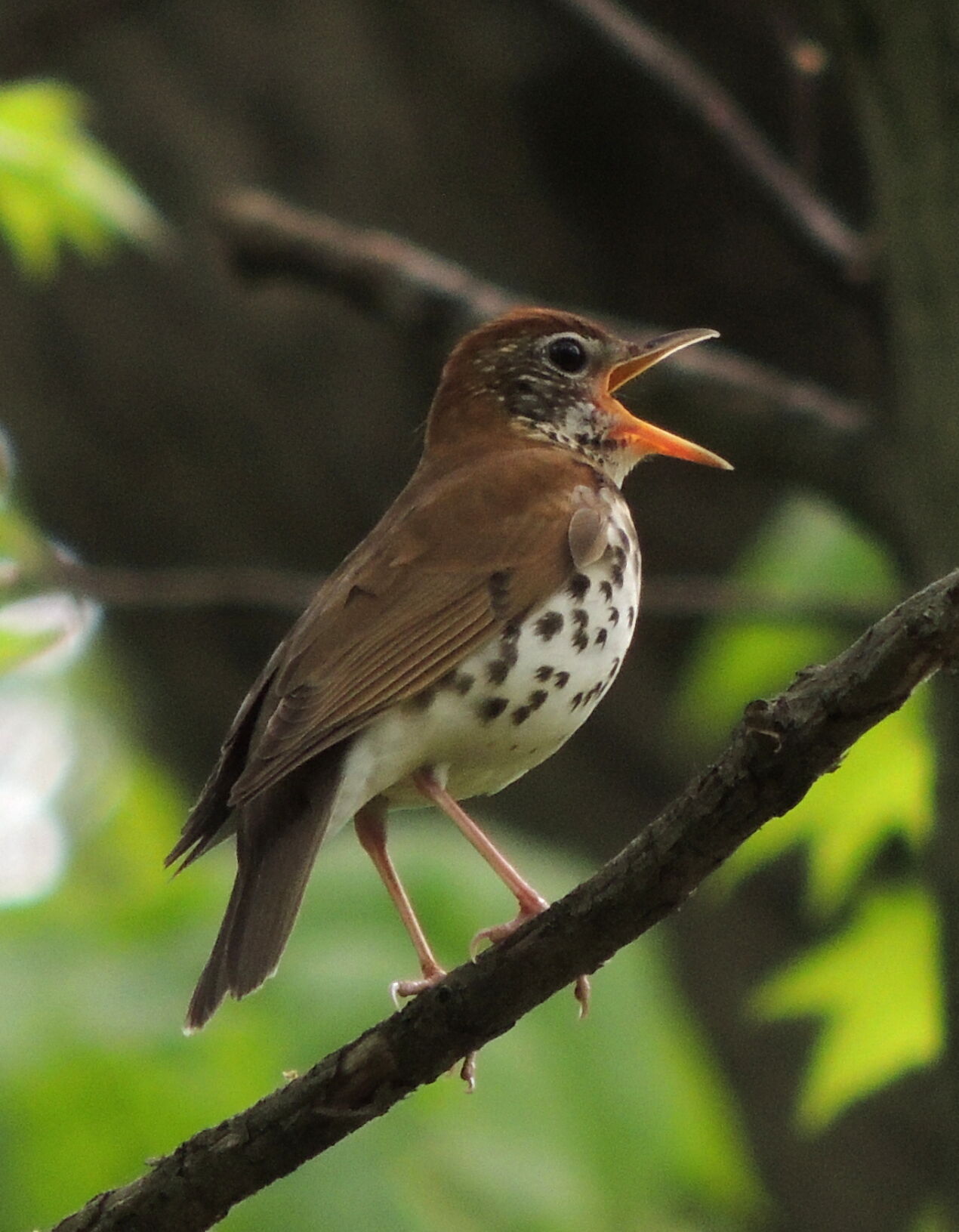 Wood thrush